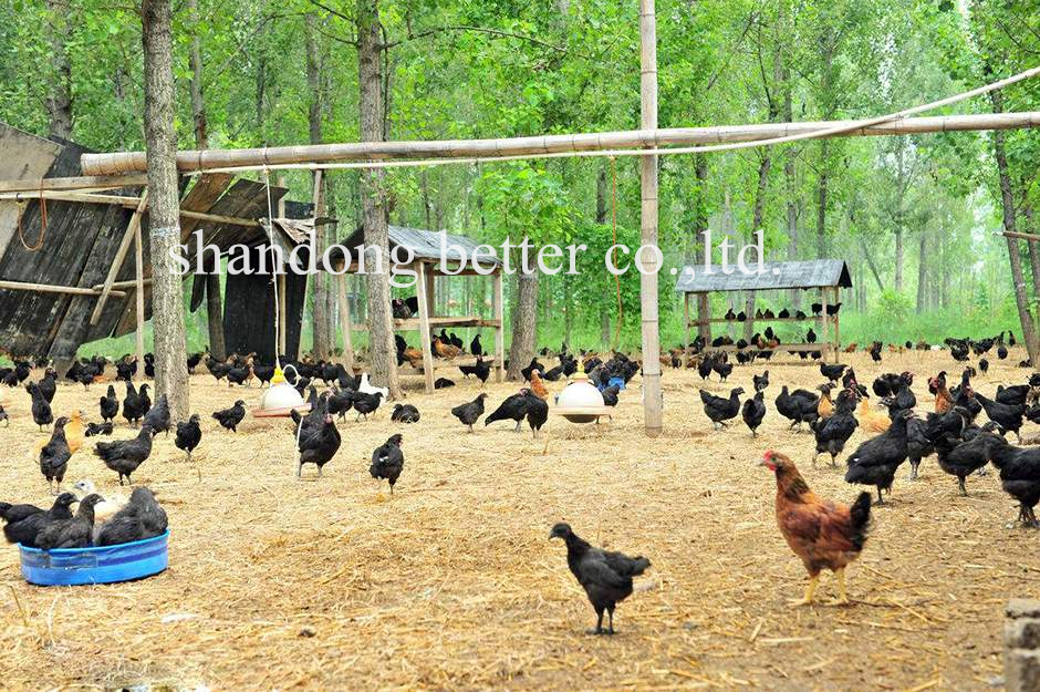 Dead chicken Waste incinerator in Philippines Chicken farm